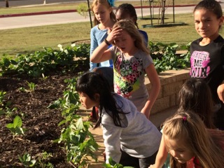 Week 8. At the beginning of each garden lesson the students get to examine the new growth. They make observations and ask questions.
