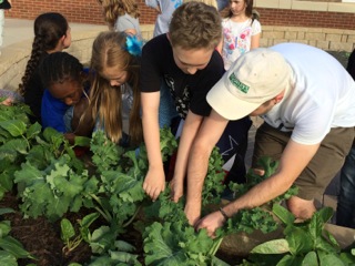 Week 8. Students are eager to pick large kale leaves
