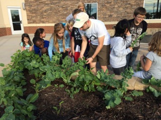 Week 8. Students are taught the technique of harvesting leaves off of the kale plant.